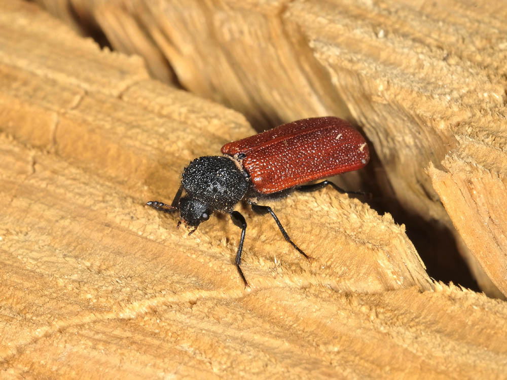 bostrichus capucinus con  piccolo